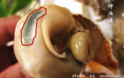 姜汁海螺的做法和步骤第6张图